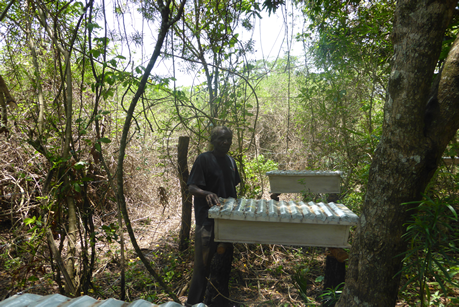 Promoting bee-keeping among Tobacco growing communities in Northern Uganda